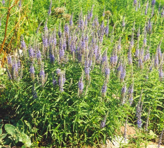 Aland3.jpg (123389 bytes)