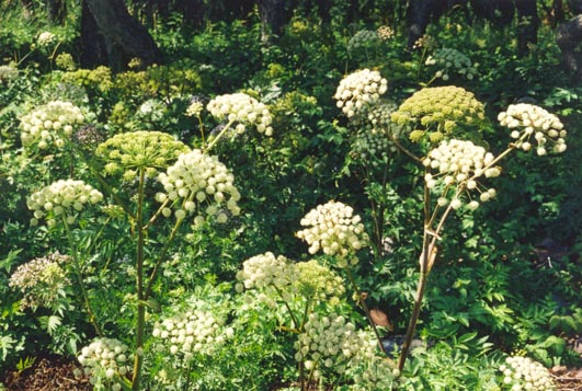 Aland4.jpg (86864 bytes)