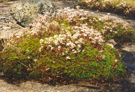 Aland5.jpg (91282 bytes)