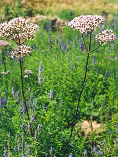 Aland6.jpg (75249 bytes)