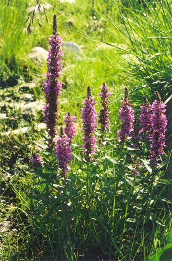 Aland6a.jpg (82725 bytes)