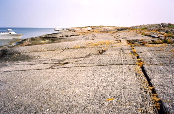 Bull6.jpg (75579 bytes)