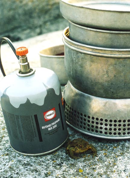 Bull8.jpg (64831 bytes)