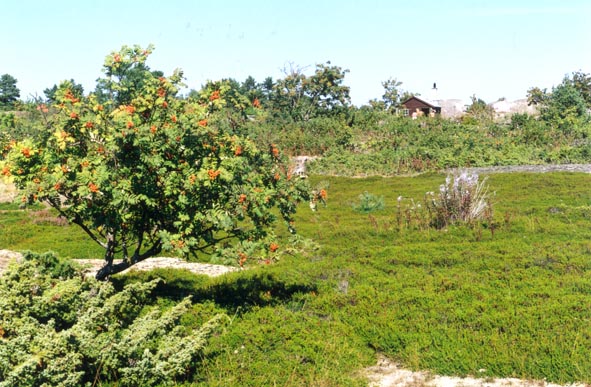 Graso3.jpg (91076 bytes)