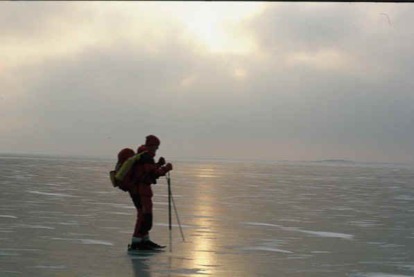 D36.jpg (42379 bytes)